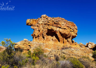 Eindeutig ein Schwein!