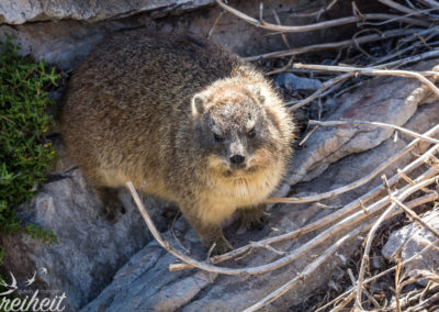 Dassies leben auch zwischen den Pinguinen - wie immer grimmig schauend