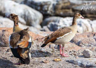 Das Federkleid der Nilgänse wird von dem Wind gut durchgepustet :D