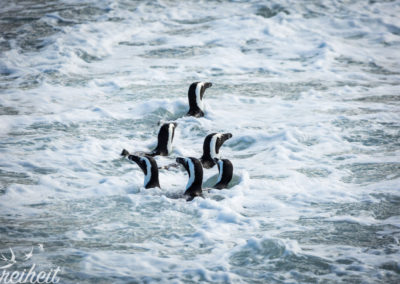 Formationsschwimmen :D