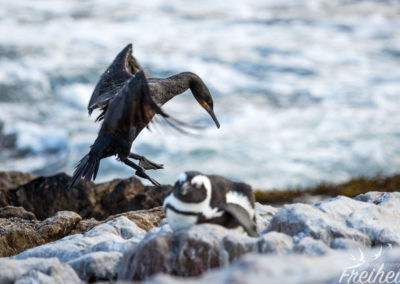 Pinguin vs. Kormoran