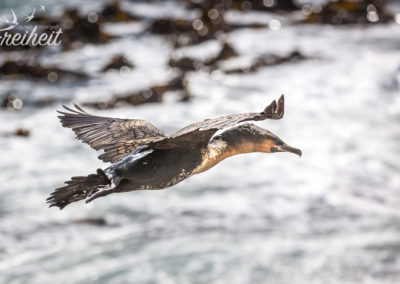 Sie trotzen den stürmischen Böen mit Leichtigkeit