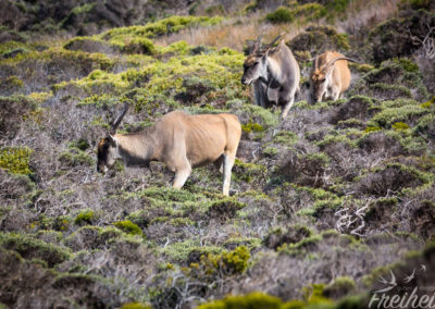 Bis zu 1000kg schwer können sie werden