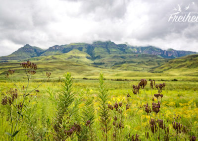 Schade, dass es zuzieht
