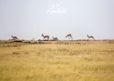 Zum Teil springen sie während des Rennens auch in die Höhe (wie der zweite von rechts)