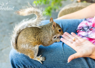 Nach einer Weile trauten sie sich sogar auf den Schoß :D