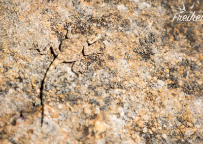 Der ist mal extrem gut getarnt!