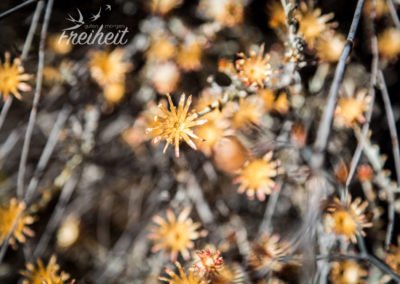 Gibt auch ein bisschen Vegetation hier ;-)