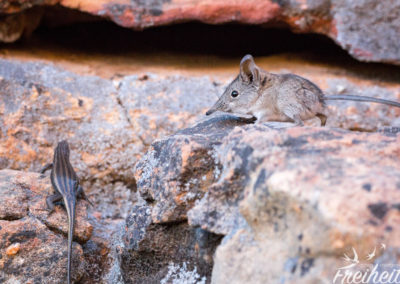 Echse mit Sprungspitzmaus