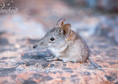 Sprungspitzmaus - was für ein niedliches Nagetier!
