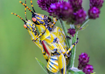 Zwei Zonocerus elegans