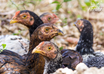 Auf dem Geländer rennen jede Menge Hühner rum