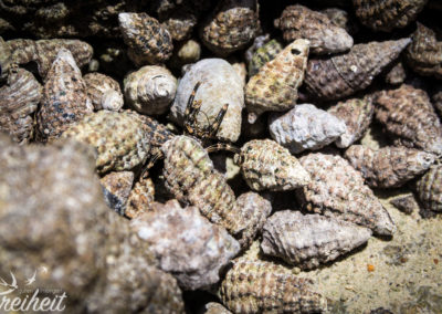 Nicht alle Muscheln sind unbewohnt!