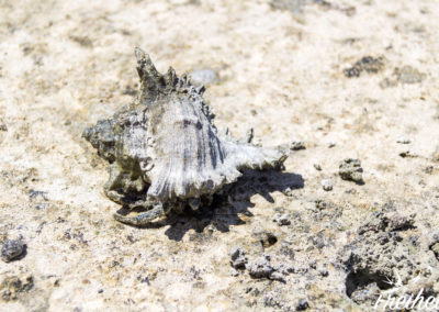 Wenn man genau hinschaut sieht man die Beinchen von dem Einsiedlerkrebs