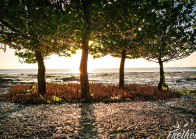 Mangrovenbäume bei Ebbe
