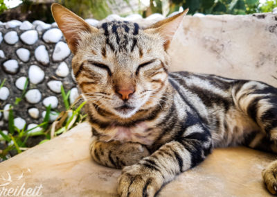 Alex der Schmusekater