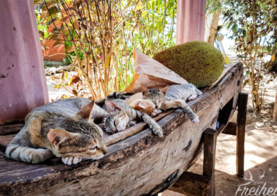 Mittagsschlaf in der Küche