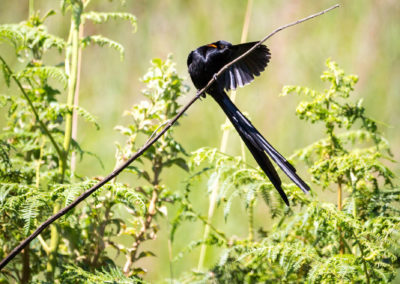 Red-collared Widowbird (deutsch: Hahnenschweifwida)