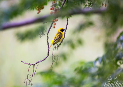 Gelber Webervogel
