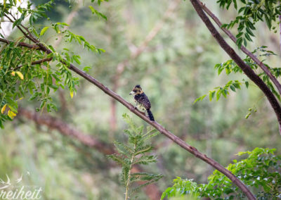 Witzige Frisur hat dieser Haubenbartvogel (und leider nicht ganz scharf)