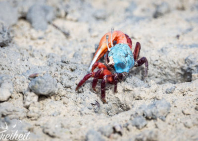 "Rechtshändige" Winkerkrabbe