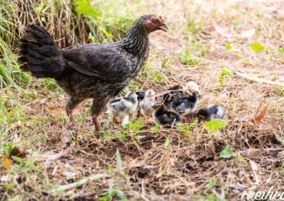 Henne mit Nachwuchs