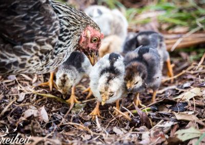 Emsiges Scharren im ganzen Resort