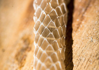 Abgeworfene Schlangenhaut