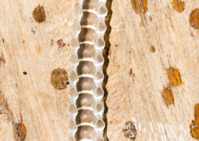 Keine einzige lebende Schlange haben wir in Afrika vor der Linse gehabt. Dafür nun diese Schlangenhaut :-P