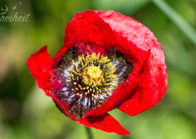 Herrlich dieses Rot der Mohnblumen