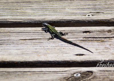 Hübsche grün gepunktete Echse auf dem Steg