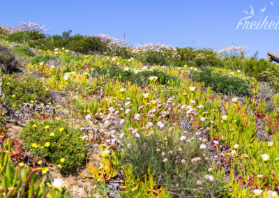 Die Hänge blühen wie verrückt :)