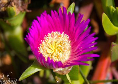 Mittagsblume - die jungen haben eine gelbe Farbe, die alten sind pink