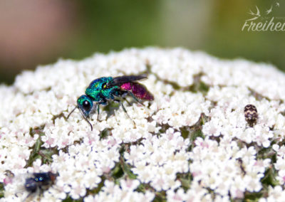 So bunt und glitzernd!