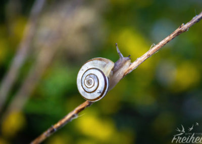 Kleine Wunder am Wegesrand :-)