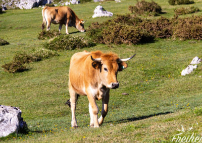 Hübsche Tiere, oder?