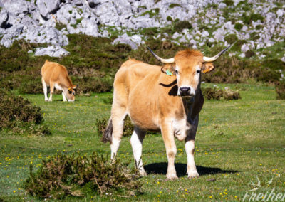 Sogar mit Hörnern :)