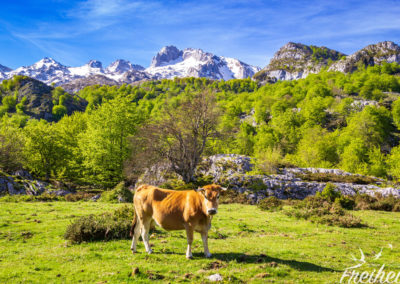 Auch wenn es so aussieht -wir sind nicht in der Schweiz unterwegs ;-P