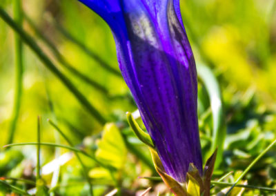 Der Enzian blüht gerade an jeder Ecke