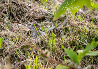 Ein Junges streckte ganz kurz sein Köpfchen aus dem Nest