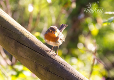 So ein süßes Rotkehlchen :D
