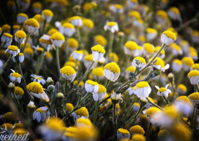 Die Halbwüste lebt :-)