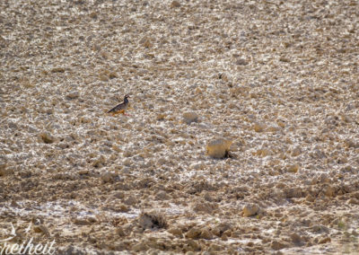 Trotz ausgefahrenem 600mm Objektiv und Croppen der Bilder ist das Rothuhn immer noch weit weg. Aber vorenthalten wollen wir sie trotzdem nicht ;-)