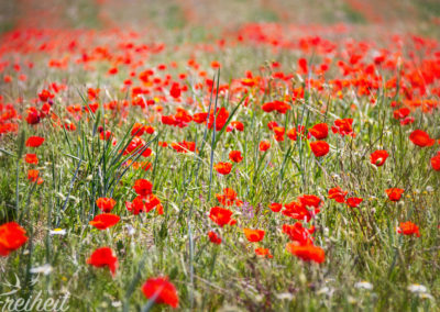 Trotz aller Trockenheit :-)