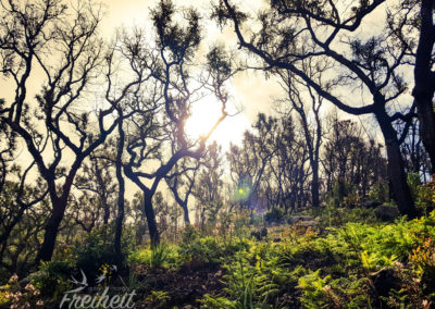 Wunderschöner Korkeichenwald