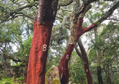 Der untere Teil der Rinde wurde 2018 (dafür steht die 8 auf dem Baum) geerntet