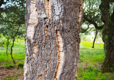 So sieht eine Rinde aus, die schon einige Jahre wachsen durfte