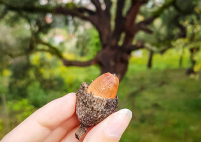 Im Hintergrund der Erzeuger der Eichel ;-)