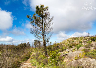 Auf dem Weg zum Gipfel