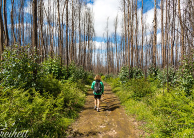 Durch den Eukalyptuswald